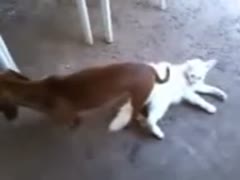 In a rare case of brute fetish, a dog gets inexplicably tangled inside a little white cat's stiff muff.